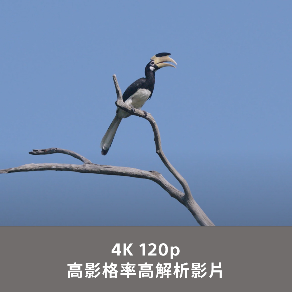 4K 120p高影格率高解析影片